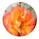 DwarfGiantFarm 500Pcs A Set Alinka Rosa chinensis Flower Seed