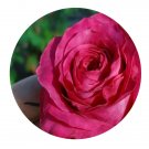 DwarfGiantFarm 500Pcs A Set all 4 love Rosa chinensis Flower Seed