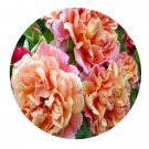 DwarfGiantFarm 500Pcs A Set Aloha Rosa chinensis Flower Seed