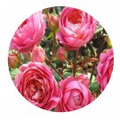 DwarfGiantFarm 500Pcs A Set Amandine Chanel Rosa chinensis Flower Seed