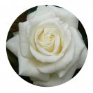 DwarfGiantFarm 500Pcs A Set Amazing Grace'07 Rosa chinensis Flower Seed