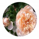 DwarfGiantFarm 500Pcs A Set Ambridge Rose Rosa chinensis Flower Seed