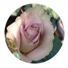 DwarfGiantFarm 500Pcs A Set Amnésia Rosa chinensis Flower Seed
