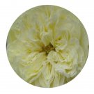 DwarfGiantFarm 500Pcs A Set Antique romantica Rosa chinensis Flower Seed