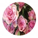 DwarfGiantFarm 500Pcs A Set Antique bouquet Rosa chinensis Flower Seed