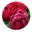 DwarfGiantFarm 500Pcs A Set Ascot Rosa chinensis Flower Seed