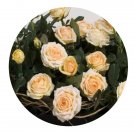 DwarfGiantFarm 500Pcs A Set Athena Kordana Rosa chinensis Flower Seed
