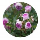 DwarfGiantFarm 500Pcs A Set Aunt Margy's Rosa chinensis Flower Seed