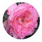 DwarfGiantFarm 500Pcs A Set Aurora Aria Rosa chinensis Flower Seed