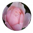 DwarfGiantFarm 500Pcs A Set AUSgrab Rosa chinensis Flower Seed