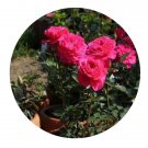 DwarfGiantFarm 500Pcs A Set Autumn pomegranate flower Rosa chinensis Flower Seed