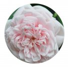 DwarfGiantFarm 500Pcs A Set Awakening Rosa chinensis Flower Seed