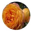 DwarfGiantFarm 500Pcs A Set Baby Romantica Rosa chinensis Flower Seed