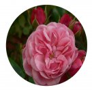 DwarfGiantFarm 500Pcs A Set Bailando Rosa chinensis Flower Seed