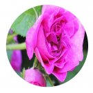 DwarfGiantFarm 500Pcs A Set Belle de Crécy Rosa chinensis Flower Seed