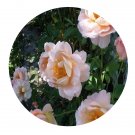 DwarfGiantFarm 500Pcs A Set Belle Story Rosa chinensis Flower Seed