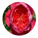 DwarfGiantFarm 500Pcs A Set Benjamin Britten Rosa chinensis Flower Seed