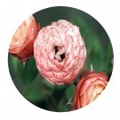DwarfGiantFarm 500Pcs A Set Bico Romantica Rosa chinensis Flower Seed