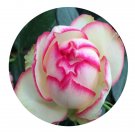 DwarfGiantFarm 500Pcs A Set Biedermeier Rosa chinensis Flower Seed