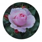 DwarfGiantFarm 500Pcs A Set Billet Doux Rosa chinensis Flower Seed