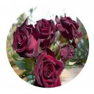 DwarfGiantFarm 500Pcs A Set Black Baccara Rosa chinensis Flower Seed