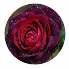 DwarfGiantFarm 500Pcs A Set Black Caviar Rosa chinensis Flower Seed