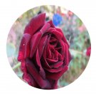 DwarfGiantFarm 500Pcs A Set Black Pearl Rosa chinensis Flower Seed