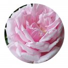 DwarfGiantFarm 500Pcs A Set Blairii no.2 Rosa chinensis Flower Seed