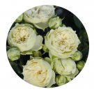 DwarfGiantFarm 500Pcs A Set Blanchette Rosa chinensis Flower Seed