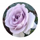 DwarfGiantFarm 500Pcs A Set Blue Bajou Rosa chinensis Flower Seed