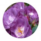 DwarfGiantFarm 500Pcs A Set Blue for you Rosa chinensis Flower Seed
