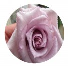 DwarfGiantFarm 500Pcs A Set Blue Parfum Rosa chinensis Flower Seed