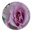 DwarfGiantFarm 500Pcs A Set Blue Ribbon Rosa chinensis Flower Seed