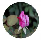 DwarfGiantFarm 500Pcs A Set Blue River Rosa chinensis Flower Seed
