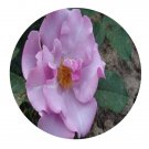 DwarfGiantFarm 500Pcs A Set Blueberry Hill Rose Rosa chinensis Flower Seed
