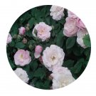 DwarfGiantFarm 500Pcs A Set Blush Noisette Rosa chinensis Flower Seed