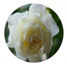 DwarfGiantFarm 500Pcs A Set Bolero Rosa chinensis Flower Seed