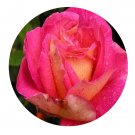 DwarfGiantFarm 500Pcs A Set Bolshoi Rosa chinensis Flower Seed