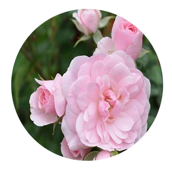 DwarfGiantFarm 500Pcs A Set Bonica Rosa chinensis Flower Seed