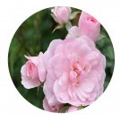 DwarfGiantFarm 500Pcs A Set Bonica Rosa chinensis Flower Seed