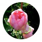 DwarfGiantFarm 500Pcs A Set Boscobel Rosa chinensis Flower Seed