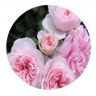 DwarfGiantFarm 500Pcs A Set Bossa Nova Rosa chinensis Flower Seed