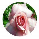DwarfGiantFarm 500Pcs A Set Botticelli Rosa chinensis Flower Seed