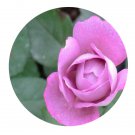DwarfGiantFarm 500Pcs A Set Boule de parfum Rosa chinensis Flower Seed