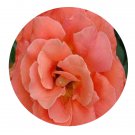 DwarfGiantFarm 500Pcs A Set Brass Band Rosa chinensis Flower Seed