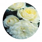 DwarfGiantFarm 500Pcs A Set BRIDAL MEILLANDINA Rosa chinensis Flower Seed