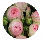 DwarfGiantFarm 500Pcs A Set Bridal Piano Rosa chinensis Flower Seed