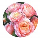 DwarfGiantFarm 500Pcs A Set Briosa Rosa chinensis Flower Seed