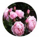 DwarfGiantFarm 500Pcs A Set Brother Cadfael Rosa chinensis Flower Seed
