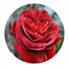 DwarfGiantFarm 500Pcs A Set Brown Velvet Rosa chinensis Flower Seed